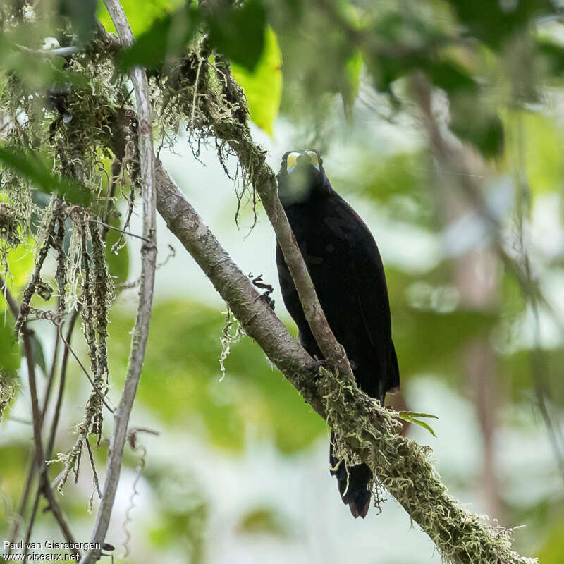 Paradisier caronculéadulte, identification