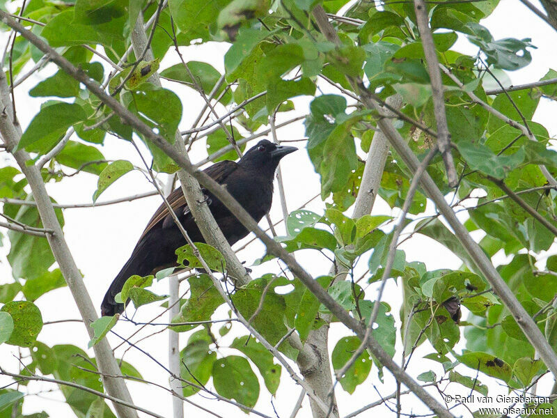 Halmahera Paradise-crow