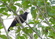 Paradisier corvin