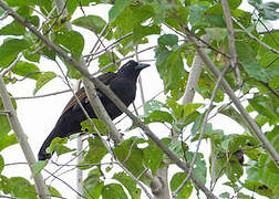 Halmahera Paradise-crow