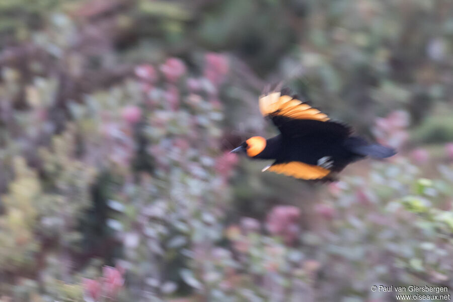 MacGregor's Honeyeateradult