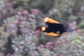 MacGregor's Honeyeater