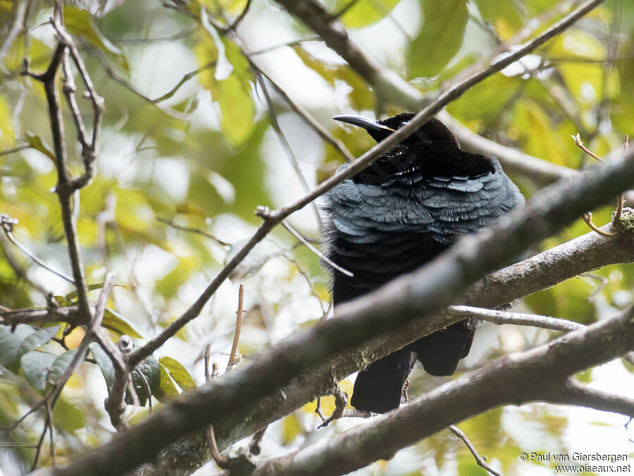 Victoria's Riflebird male adult