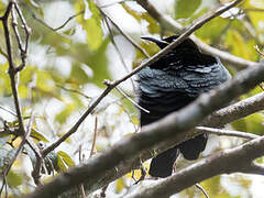 Victoria's Riflebird