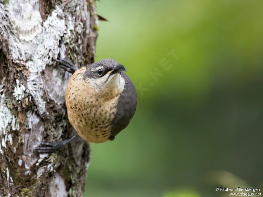 Victoria's Riflebird female adult