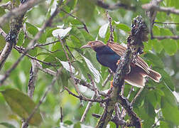 Standardwing