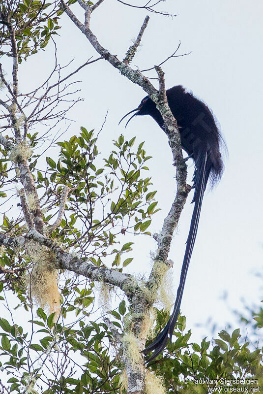 Black Sicklebill