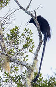 Black Sicklebill