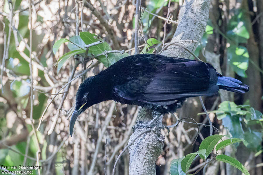 Paradise Riflebird male adult, identification