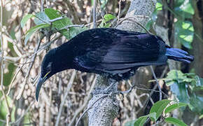 Paradise Riflebird