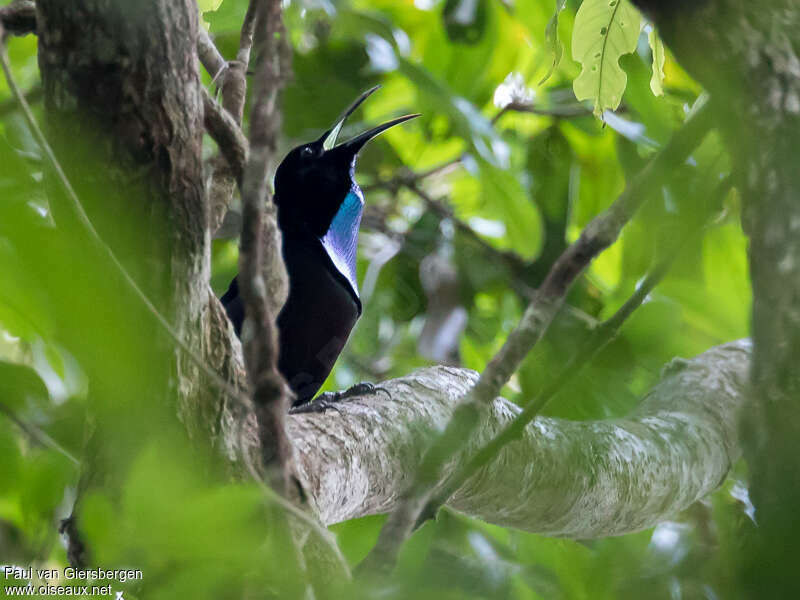 Magnificent Riflebird male adult, song