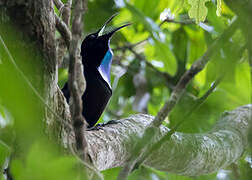 Magnificent Riflebird