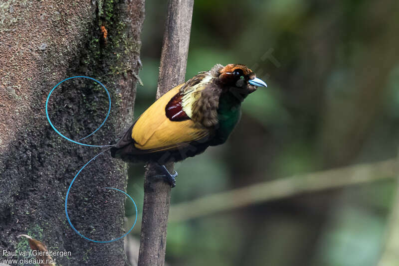 Magnificent Bird-of-paradise male adult, identification