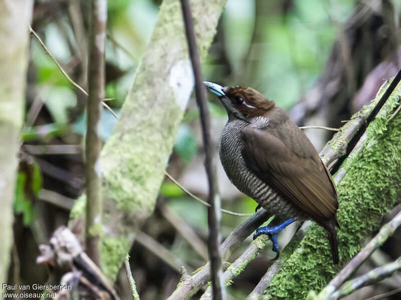 Magnificent Bird-of-paradise female adult, identification