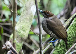 Magnificent Bird-of-paradise