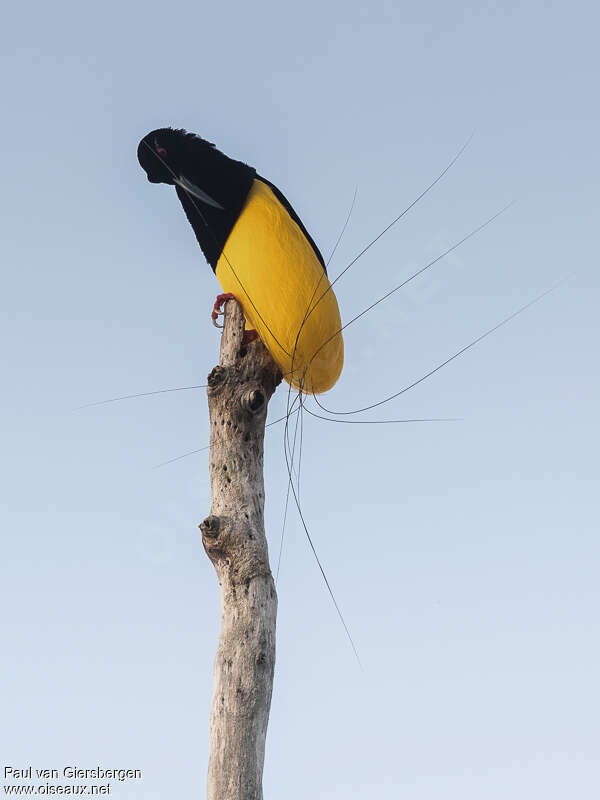 Twelve-wired Bird-of-paradise male adult, identification