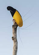 Twelve-wired Bird-of-paradise