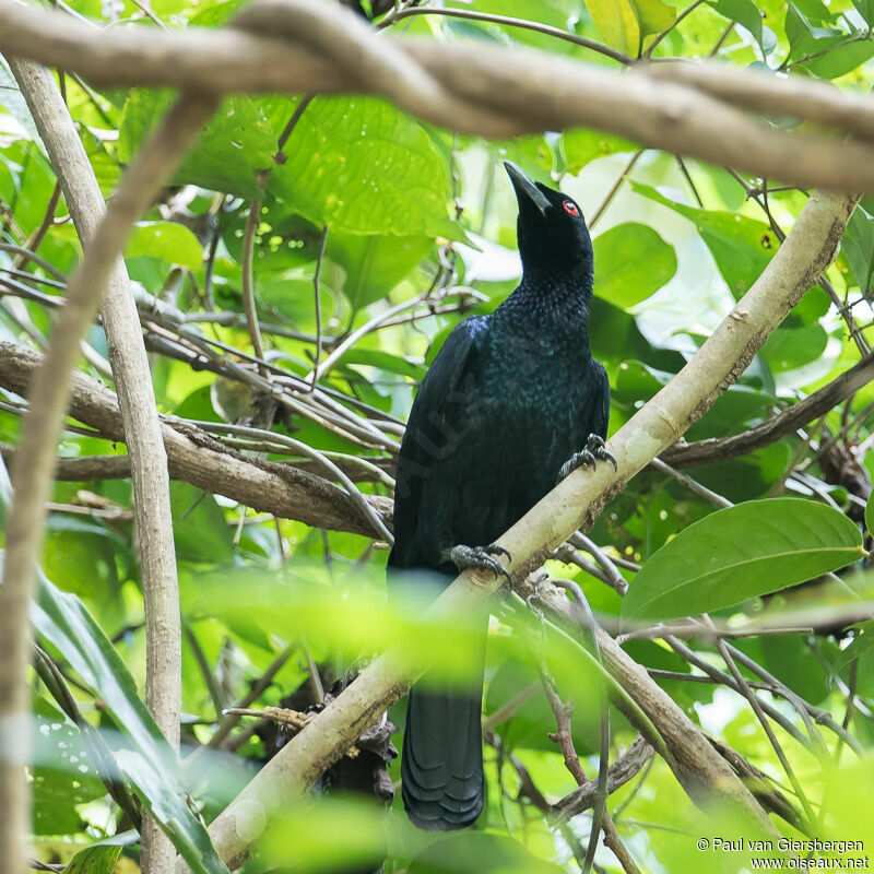 Glossy-mantled Manucode