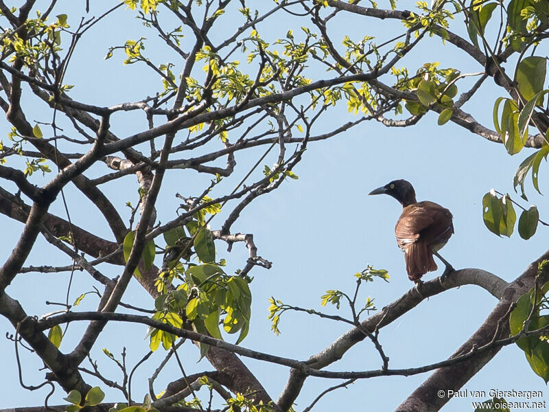 Lesser Bird-of-paradise