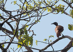 Lesser Bird-of-paradise