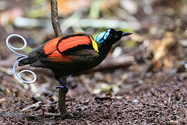 Wilson's Bird-of-paradise