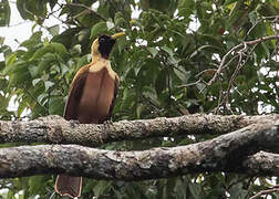 Red Bird-of-paradise