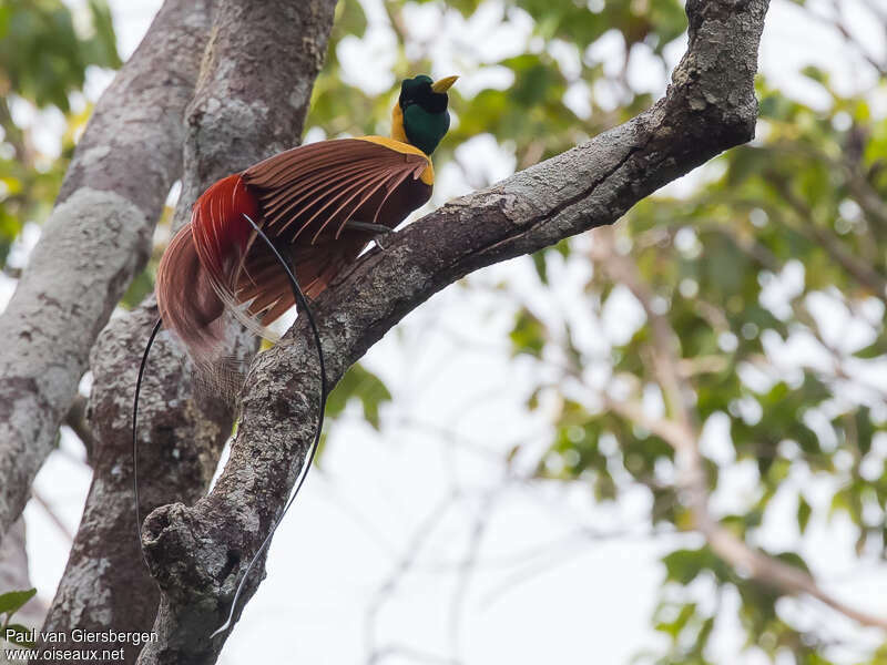 Red Bird-of-paradise male adult, identification