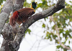 Red Bird-of-paradise