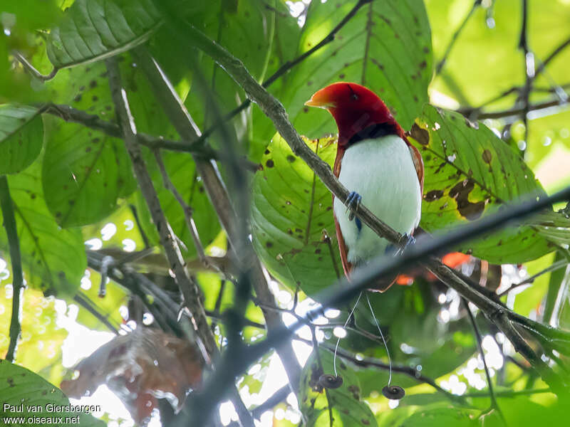 Paradisier royal mâle adulte, identification