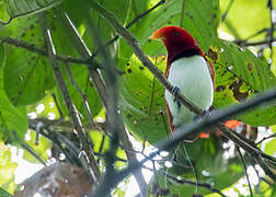 King Bird-of-paradise
