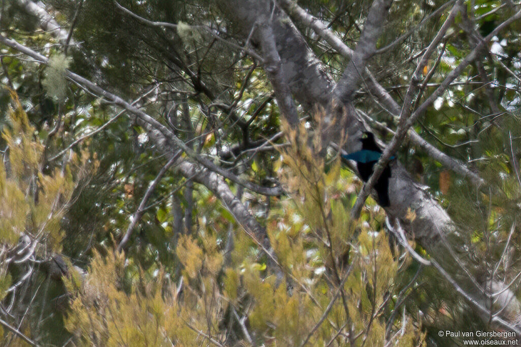 Greater Lophorina male adult