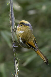 Paradoxornis à front fauve