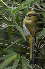 Paradoxornis à front fauve