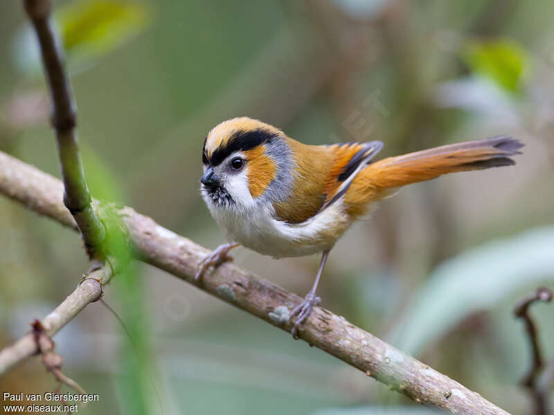 Black-throated Parrotbilladult, identification