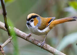 Black-throated Parrotbill