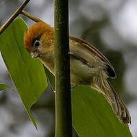 Paradoxornis à sourcils noirs