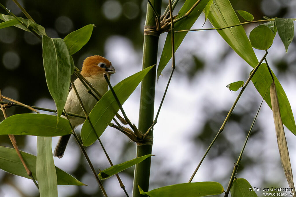 Paradoxornis à tête rousse