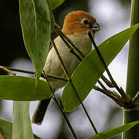 Paradoxornis à tête rousse