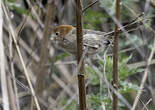 Paradoxornis de Rickett