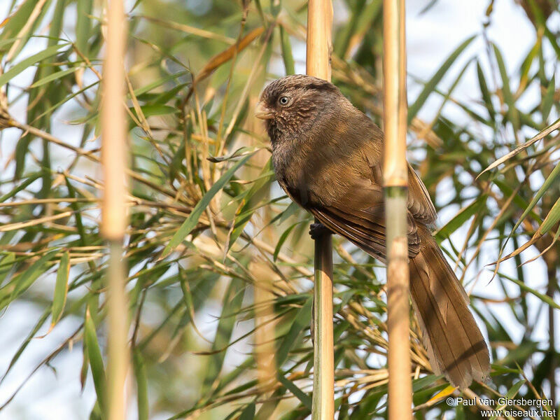 Paradoxornis unicolore