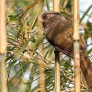 Paradoxornis unicolore