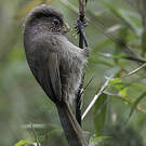 Paradoxornis unicolore