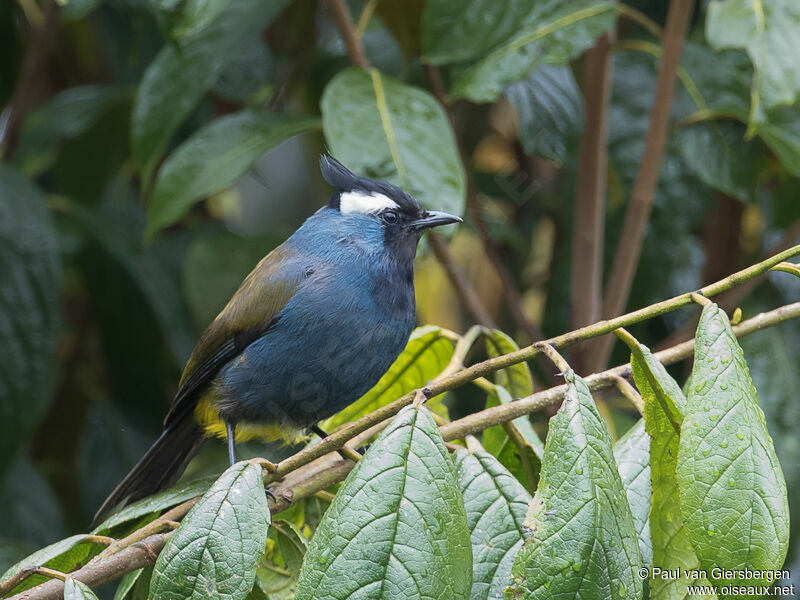 Western Crested Berrypeckeradult, identification