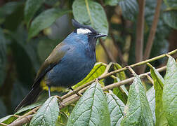 Western Crested Berrypecker