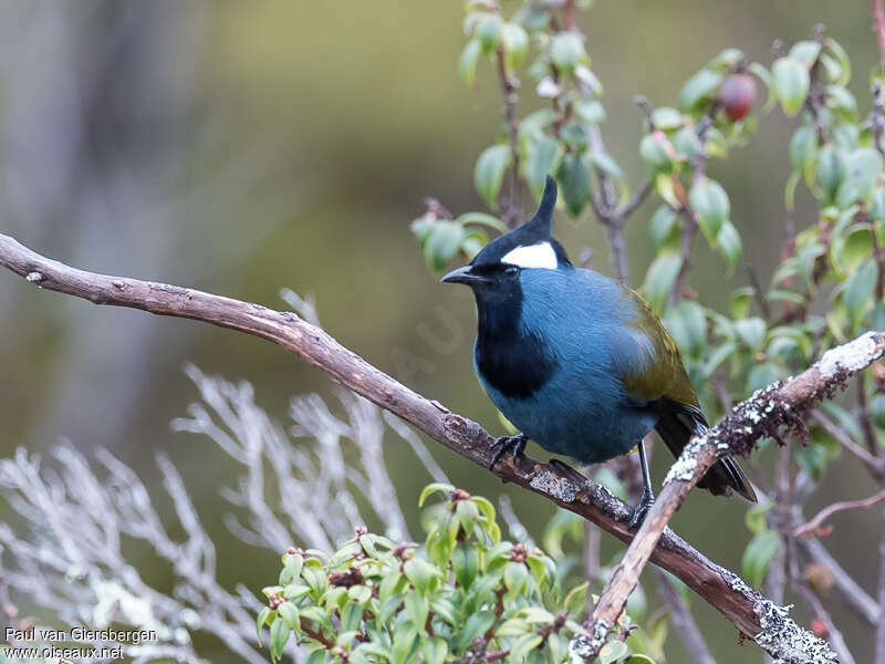 Western Crested Berrypeckeradult