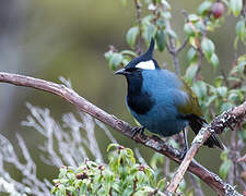 Western Crested Berrypecker