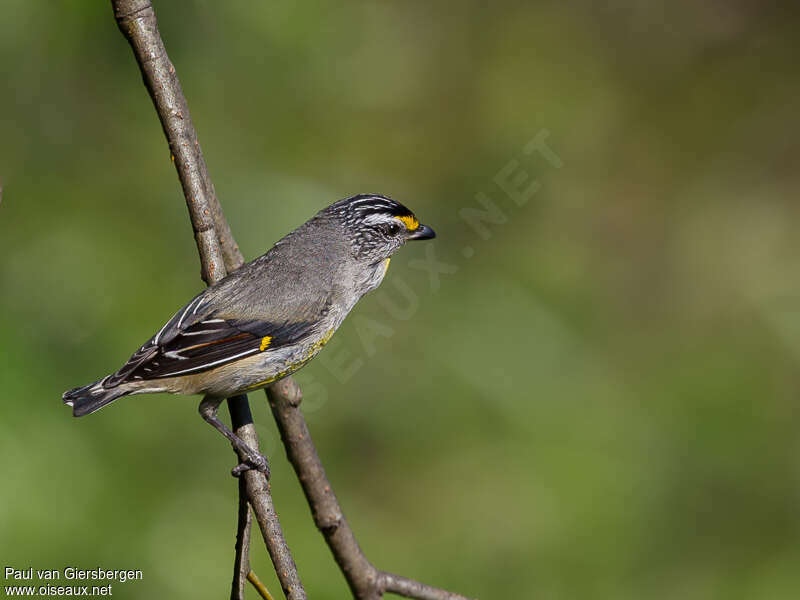 Striated Pardalote