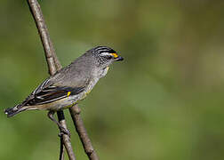 Striated Pardalote