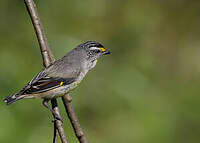 Pardalote à point jaune