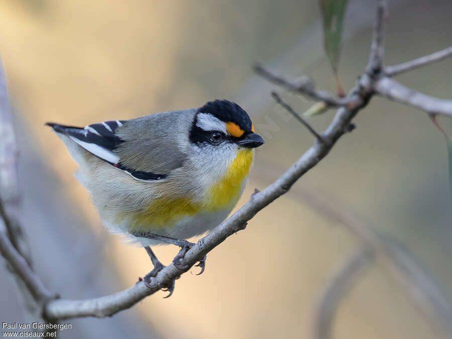 Pardalote à point jauneadulte, identification